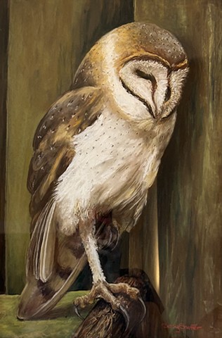 Sleeping Barn Owl