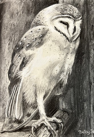 Barn Owl