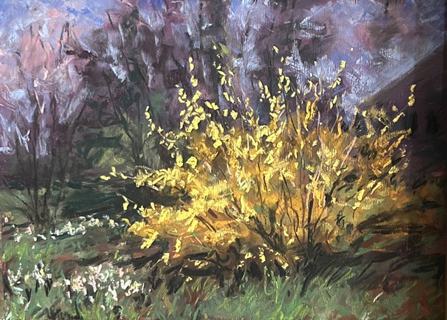 Forsythia