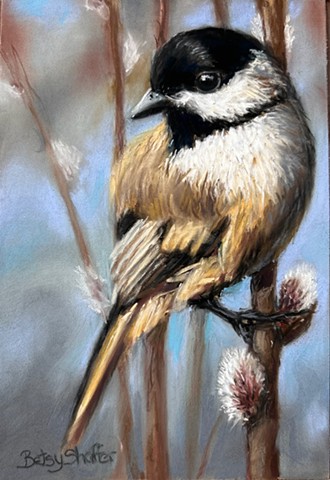 Black capped chickadee