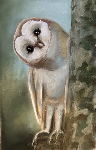 PeekaBoo Owl