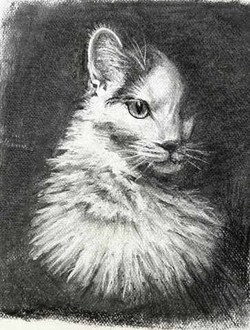 Cat Portrait 