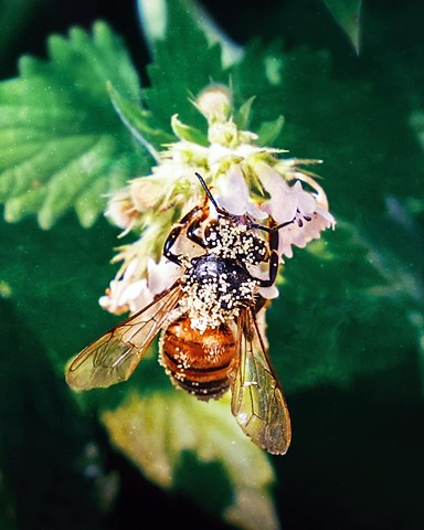 flora & fauna