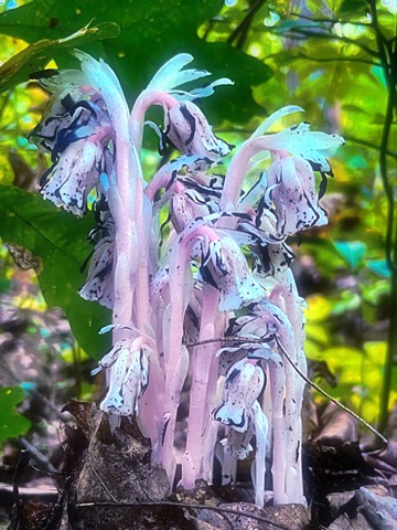 monotropa uniflora