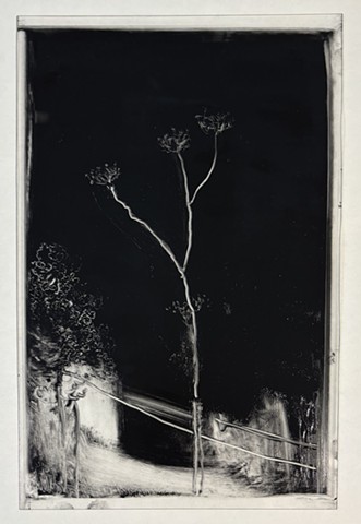 Garden at Night