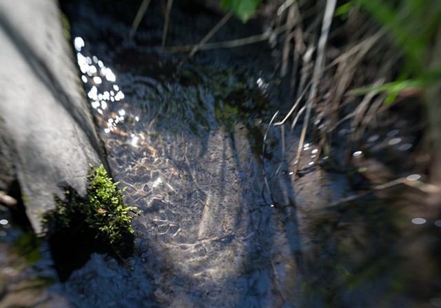 Mariposa County Park_1413