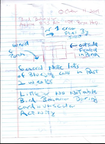 Bird map 2009 pen on paper 11.5in x 8in