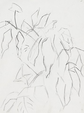 Racine plants 1989 graphite on paper 14in x 12in approx