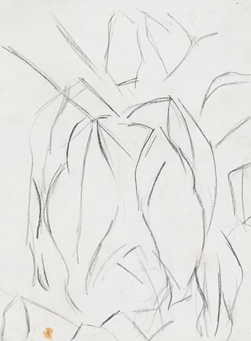 Racine plants 1989 graphite on paper 14in x 12in approx