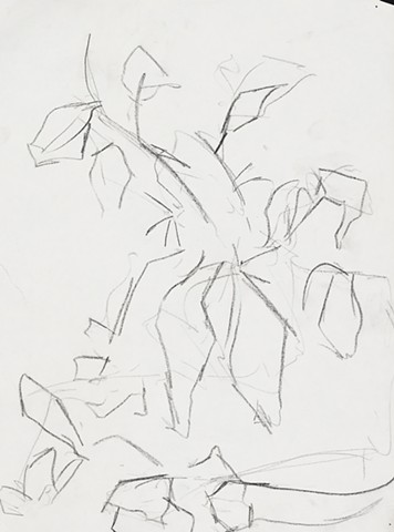 Racine plants 1989 graphite on paper 14in x 12in approx