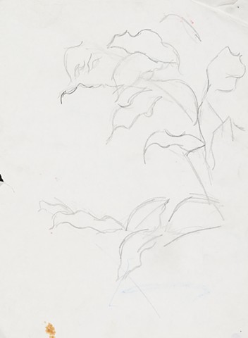 Racine plants 1989 graphite on paper 14in x 12in approx