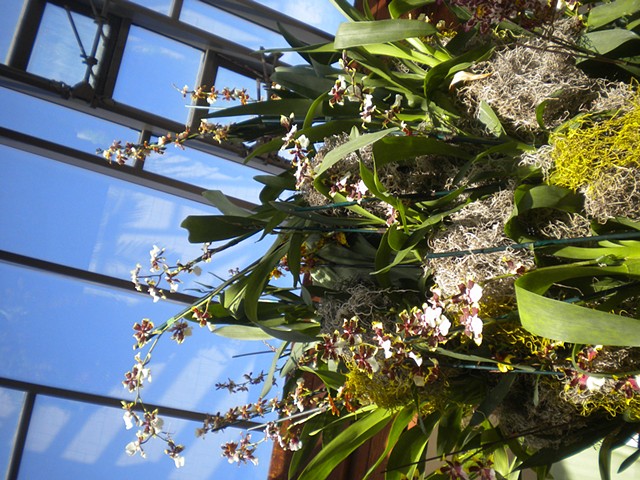 Powell Gardens Orchids
