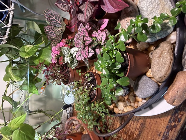 Terrariums