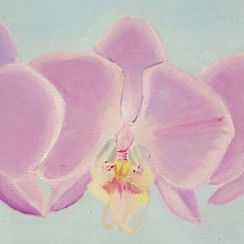 Orchid #4