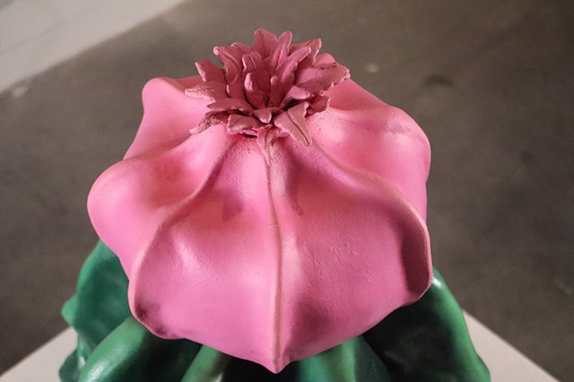 Moon Cactus