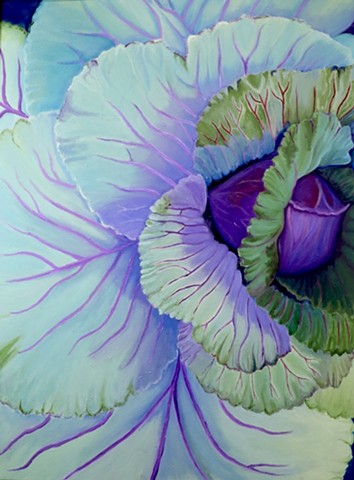Cabbage 