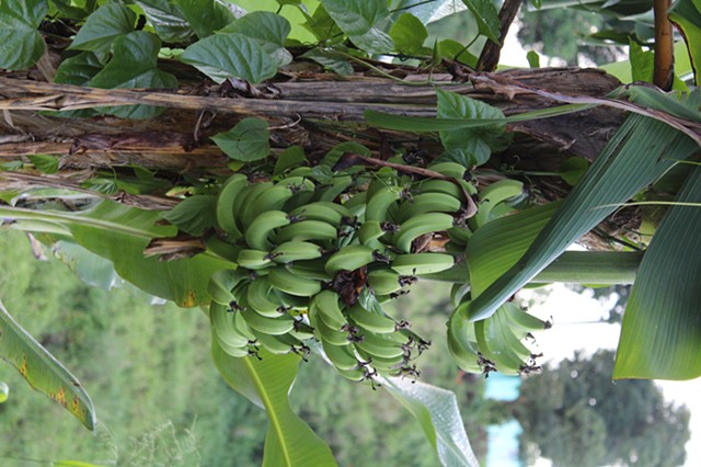 Banana Bunch, Picked Flowers
