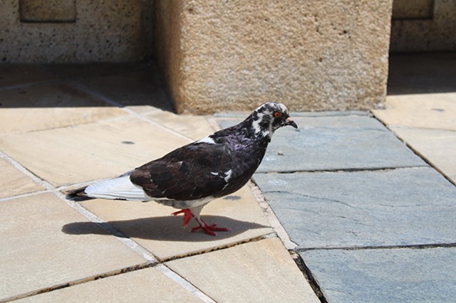 Plaza Colon Pigeon, San Juan, PR