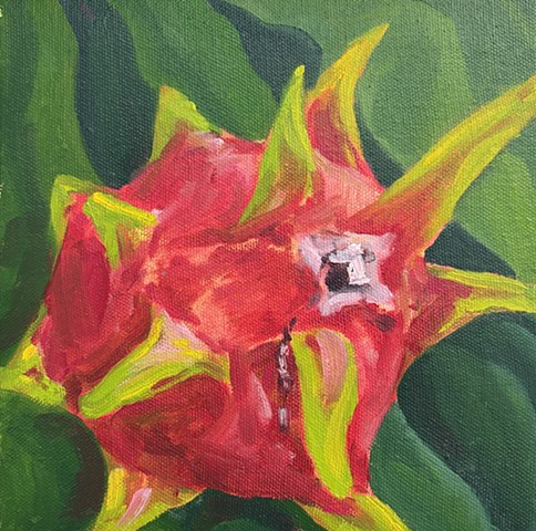 EL Dragon detras de la Casita