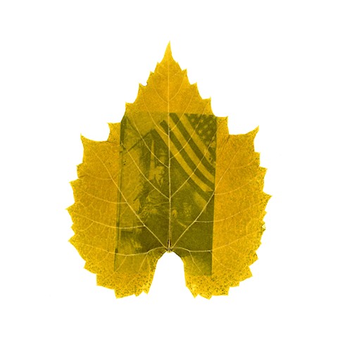 Ντολμάδες (Dolmades)