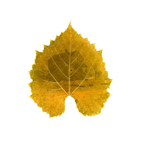 Ντολμάδες (Dolmades)