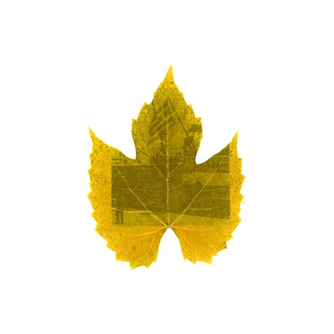 Ντολμάδες (Dolmades)