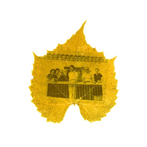 Ντολμάδες (Dolmades)