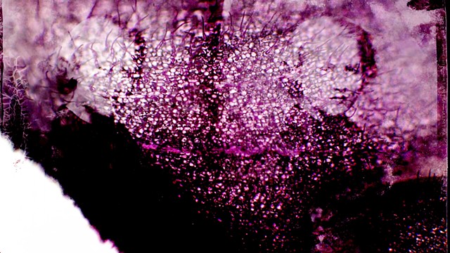 Cellulose Documents: Forget Me Not