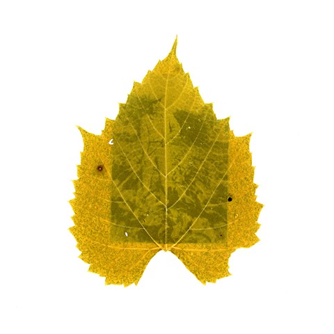 Ντολμάδες (Dolmades)