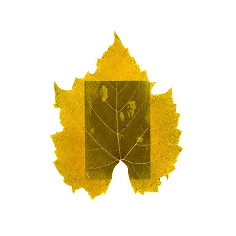 Ντολμάδες (Dolmades)