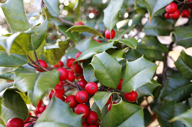 Chris Menard Photography 