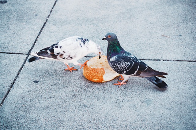 pigeon dinner