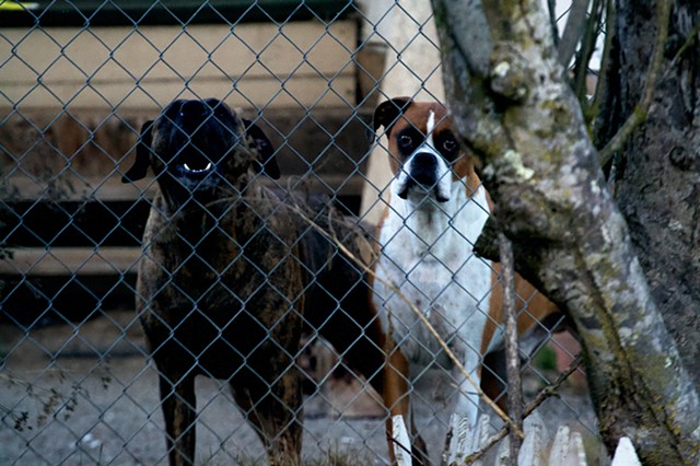 dozer and louie