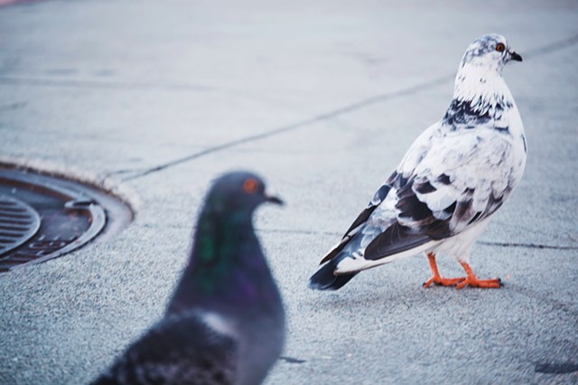 pigeon dinner