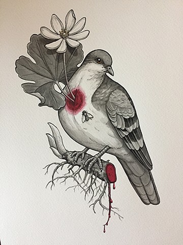 Bleeding heart dove