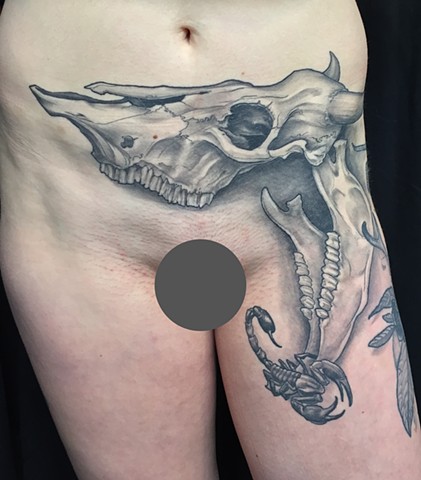 Cow skull 