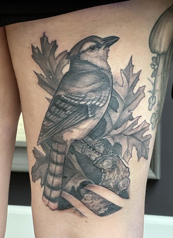 Blue Jay