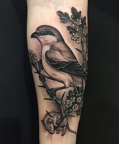 Shrike