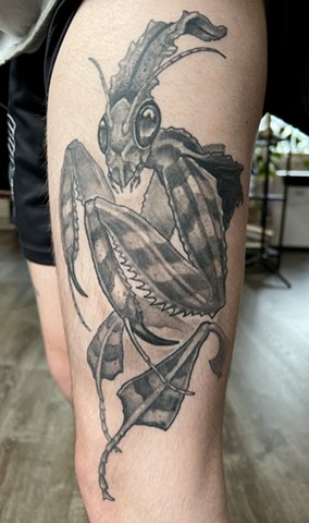 Mantis