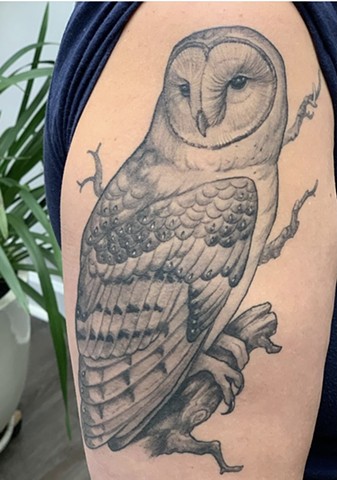 Barn Owl
