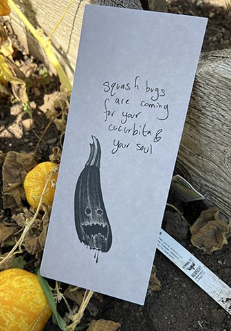 Squash Bug back