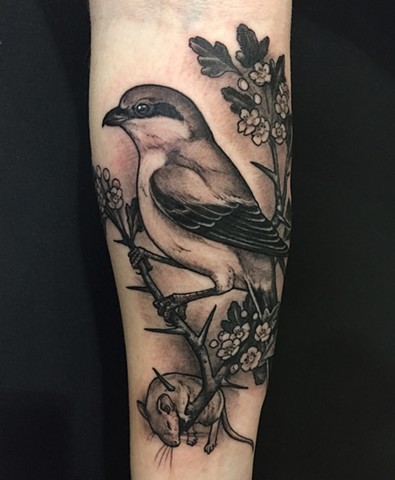Shrike