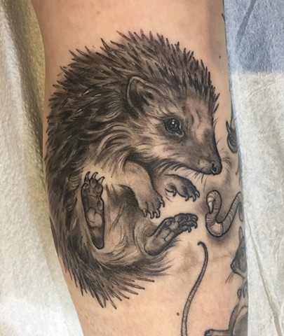 Hedgehog & Worm