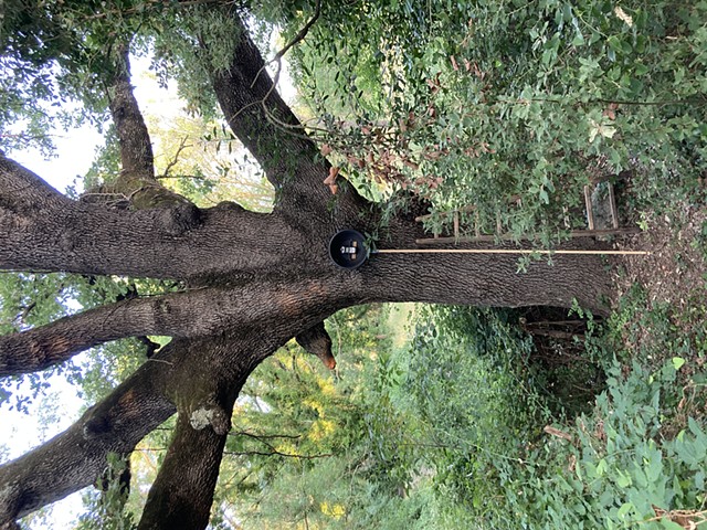 oak and camera