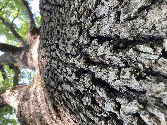 oak