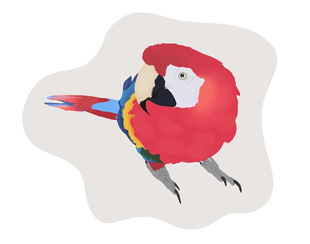 Pepper the Macaw