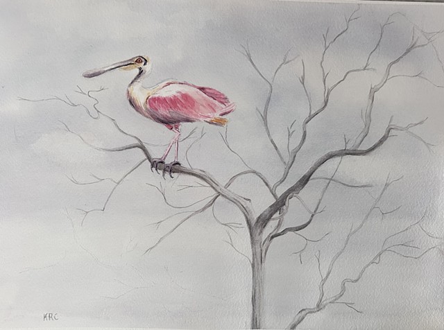 Spoonbill in a Tree
