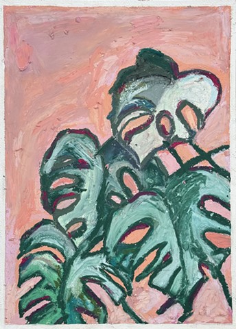 Pink Monstera