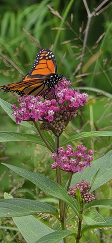 The Monarch