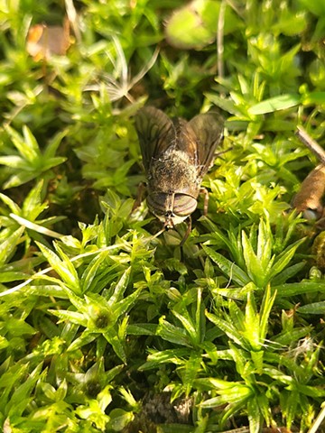 Bzzzzz. 